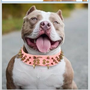 Spiked Pink Dog Collar